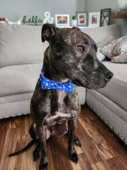 Rescue Pit Bull Terrier Dogs for Adoption in South Bend, Indiana - Kegan (Cooper) | PetCurious