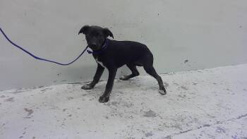 German Shepherd Dog and Mixed Breed Dogs Available for Adoption - BUBA | PetCurious