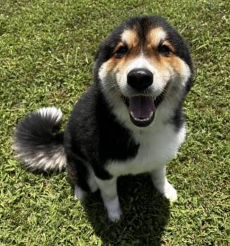 Gus (Ace) -  Australian Shepherd and Great Pyrenees Dog for Adoption in Little Rock, Arkansas - Gus (Ace) | PetCurious