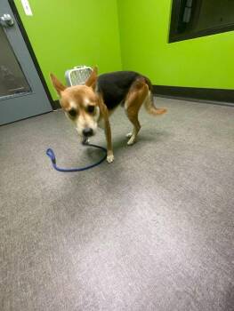 Batman -  Mixed Breed Dog for Adoption in Osseo, Michigan - Batman | PetCurious