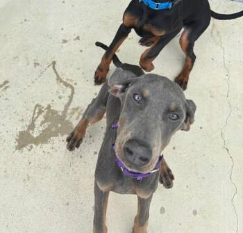 PEAR -  Doberman Pinscher and Mixed Breed Dog for Adoption in Leesburg, Virginia - PEAR | PetCurious