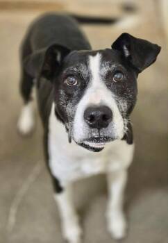 Pit Bull Terrier Dogs Available for Adoption in New York, New York - Nightingale | PetCurious