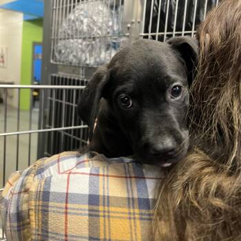 Carl(Arlo) -  Terrier Dog for Adoption in Montgomery, Alabama - Carl(Arlo) | PetCurious