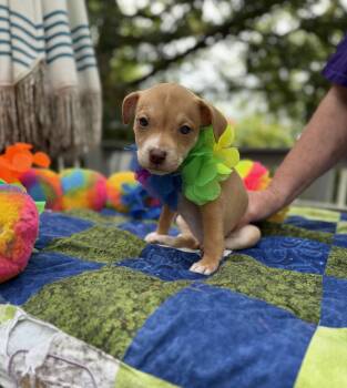 Miss Black -  Australian Cattle Dog Blue Heeler and Terrier Dog for Adoption - Miss Black | PetCurious