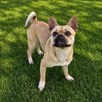 Spencer -  Pug and Mixed Breed Dog for Adoption in Lathrop, California - Spencer | PetCurious