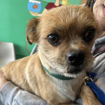 Terrier Dogs Available for Adoption in Lenexa, Kansas - Alfie | PetCurious