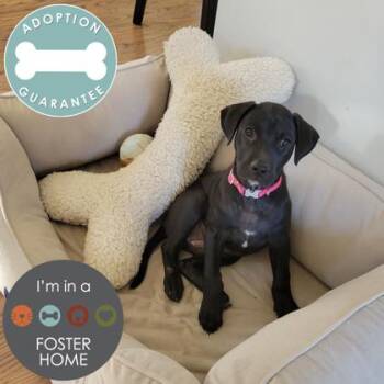 Rescue Mixed Breed Dogs for Adoption in Janesville, Wisconsin - Wednesday | PetCurious