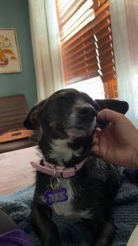 Nani -  Mixed Breed Dog for Adoption - Nani | PetCurious