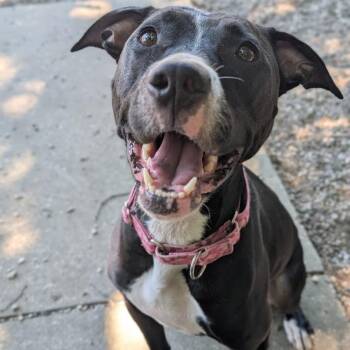 Lola -  Mixed Breed Dog for Adoption in West Olive, Michigan - Lola | PetCurious