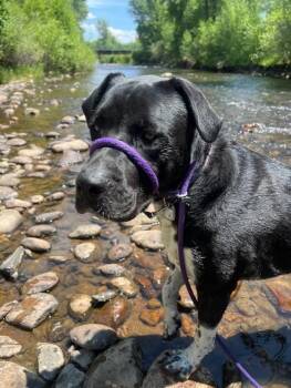 Rescue Mastiff Dogs for Adoption - Bell | PetCurious