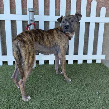 Rescue Pit Bull Terrier and Mixed Breed Dogs for Adoption in Modesto, California - A603639 | PetCurious