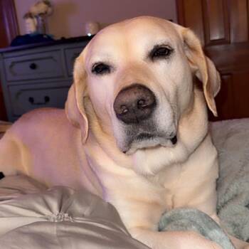 Yellow Labrador Retriever Dogs Available for Adoption in Austell, Georgia - Buddy | PetCurious