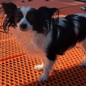 Papillon Dogs Available for Adoption in Bethel, Connecticut - Cowboy | PetCurious