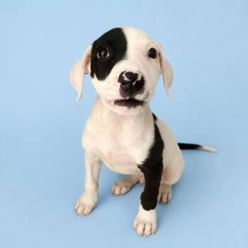Ink Blot -  Pit Bull Terrier and Mixed Breed Dog for Adoption in Concord, North Carolina - Ink Blot | PetCurious