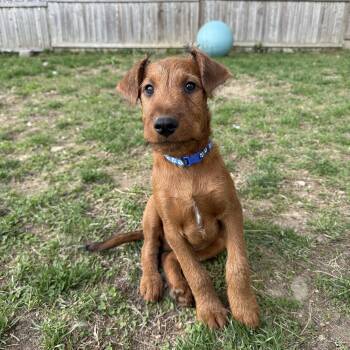 Irish Terrier Dogs Available for Adoption - Fergus | PetCurious
