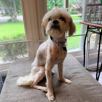 Greta -  Shih Tzu Dog for Adoption - Greta | PetCurious