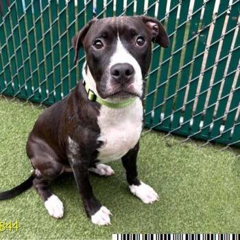 Ronin -  Mixed Breed Dog for Adoption in West Palm Beach, Florida - Ronin | PetCurious