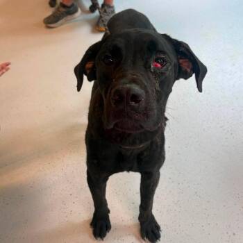Laramie -  Mixed Breed Dog for Adoption in Huntington, West Virginia - Laramie | PetCurious