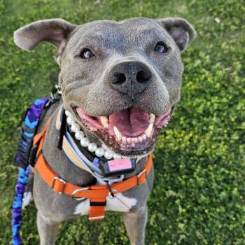 Rue 53869 -  Pit Bull Terrier Dog for Adoption in Las Vegas, Nevada - Rue 53869 | PetCurious