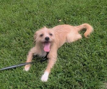 Sparky -  Terrier Dog for Adoption in Lawrenceville, Georgia - Sparky | PetCurious