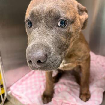 Mixed Breed Dogs Available for Adoption in Davenport, Iowa - Rockingham | PetCurious