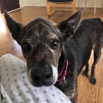 Wally -  Shepherd and Mixed Breed Dog for Adoption in Houston, Texas - Wally | PetCurious
