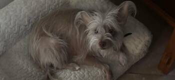 Chinese Crested Dog and Cairn Terrier Dogs Available for Adoption in Scottsdale, Arizona - Max | PetCurious