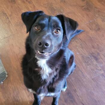 Black Labrador Retriever and Border Collie Dogs Available for Adoption - Daisy | PetCurious