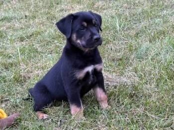 Kris -  Mixed Breed Dog for Adoption in Woodbury, Minnesota - Kris | PetCurious