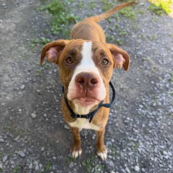 Bob -  Boxer and Pit Bull Terrier Dog Available for Adoption in Fairmont, West Virginia - Bob | PetCurious