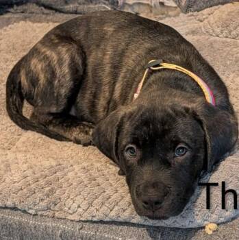 Thyme -  Pit Bull Terrier Dog Available for Adoption in New Bern, North Carolina - Thyme | PetCurious