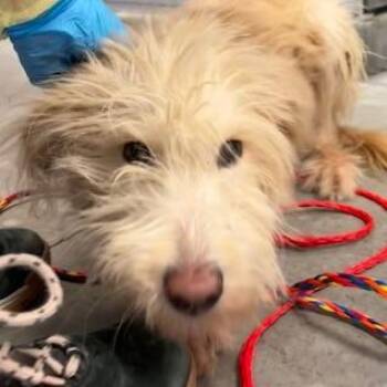 Queenie -  Mixed Breed Dog for Adoption in Murray, Utah - Queenie | PetCurious