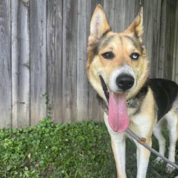 Rescue Siberian Husky Dogs for Adoption in Martinsville, Indiana - Tetra | PetCurious