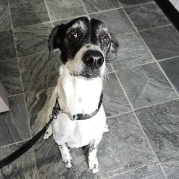 English Pointer and Hound Dogs Available for Adoption in Clearwater, Florida - Jake | PetCurious