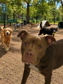 JEFE -  Pit Bull Terrier Dog for Adoption in Globe, Arizona - JEFE | PetCurious