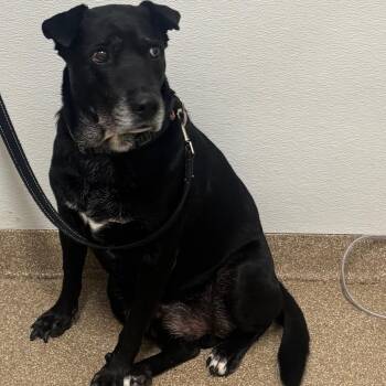 Little Bear -  Mixed Breed Dog for Adoption in League City, Texas - Little Bear | PetCurious