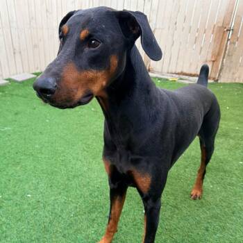 Joker (Benefactor Dog) -  Doberman Pinscher Dog for Adoption in Abbotsford, British Columbia - Joker (Benefactor Dog) | PetCurious