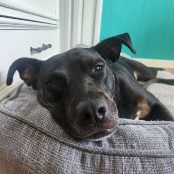 Layla -  Labrador Retriever and Mixed Breed Dog for Adoption in Brentwood, Missouri - Layla | PetCurious