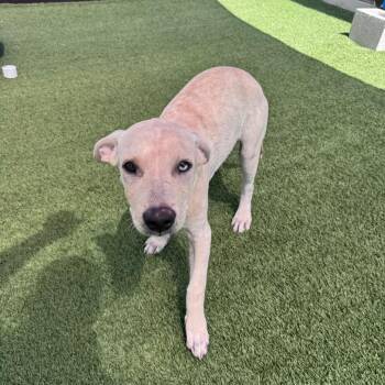 White Water 1562 -  Mixed Breed Dog for Adoption in Loxahatchee Groves, Florida - White Water 1562 | PetCurious