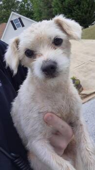 Terrier Dogs Available for Adoption in Lawrenceville, Georgia - Pen 188 Terry | PetCurious
