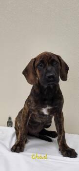 Chad -  Labrador Retriever Dog for Adoption in Marion, Mississippi - Chad | PetCurious