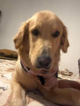 Maisey -  Golden Retriever Dog for Adoption in Shawnee, Oklahoma - Maisey | PetCurious