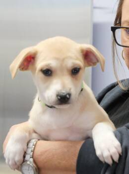 Terrier and Shepherd Dogs Available for Adoption - Maisy | PetCurious