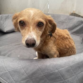 Rescue Spaniel Dogs for Adoption in Escondido, California - Maple | PetCurious