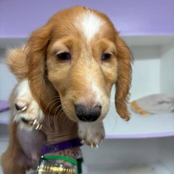 Zach -  Dachshund Dog for Adoption in Northbrook, Illinois - Zach | PetCurious