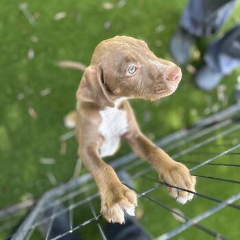 Doctor Doofenshmirtz 7033 -  Terrier and Mixed Breed Dog for Adoption in Loxahatchee Groves, Florida - Doctor Doofenshmirtz 7033 | PetCurious