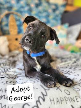 Wirehaired Terrier Dogs Available for Adoption - George  | PetCurious