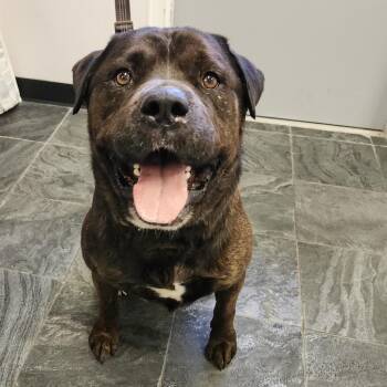 Brisket -  Neapolitan Mastiff and Mixed Breed Dog for Adoption in Clearwater, Florida - Brisket | PetCurious