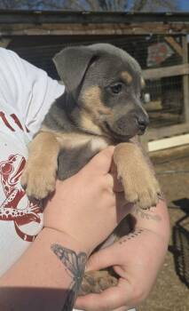 Pit Bull Terrier Dogs Available for Adoption - Greer- Stunning Beauty | PetCurious