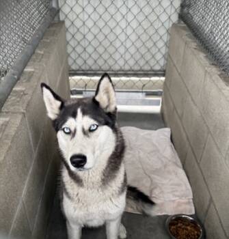Rescue Siberian Husky Dogs for Adoption in San Gabriel, California - Noelle | PetCurious